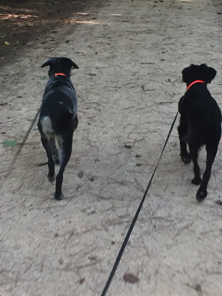 Marley's Angels Dog Walking and Pet Sitting Image