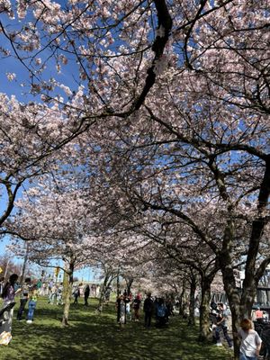 Tom McCall Waterfront Park by null