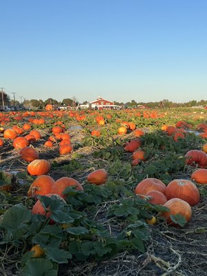 Hank's Pumpkintown by null