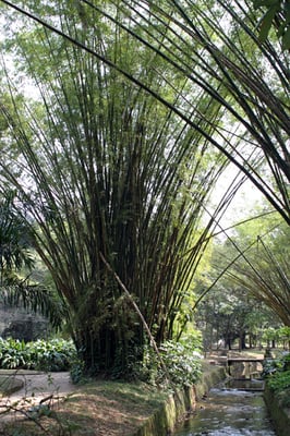 Botanical Garden of Rio de Janeiro by null