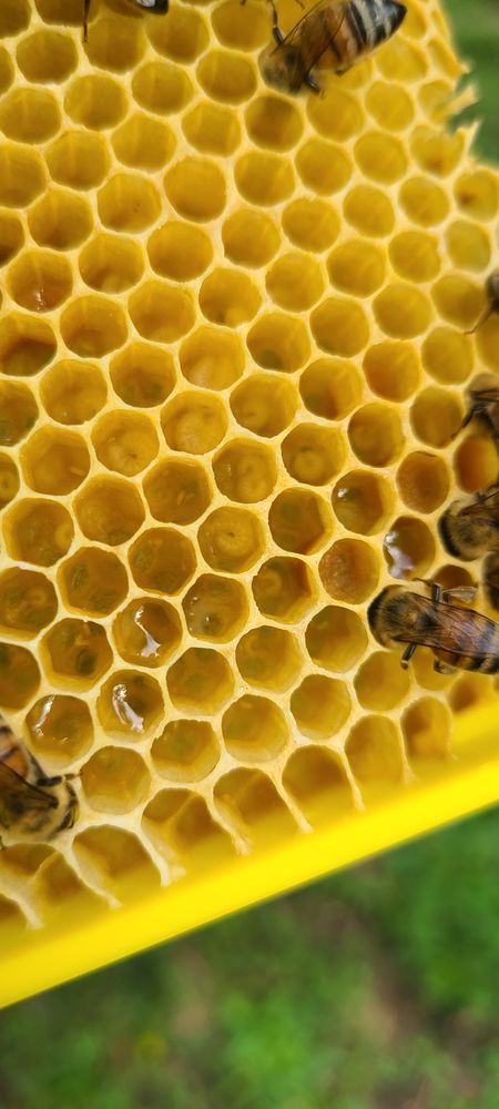 Dakota Acres - beekeeping in Springfield, SD