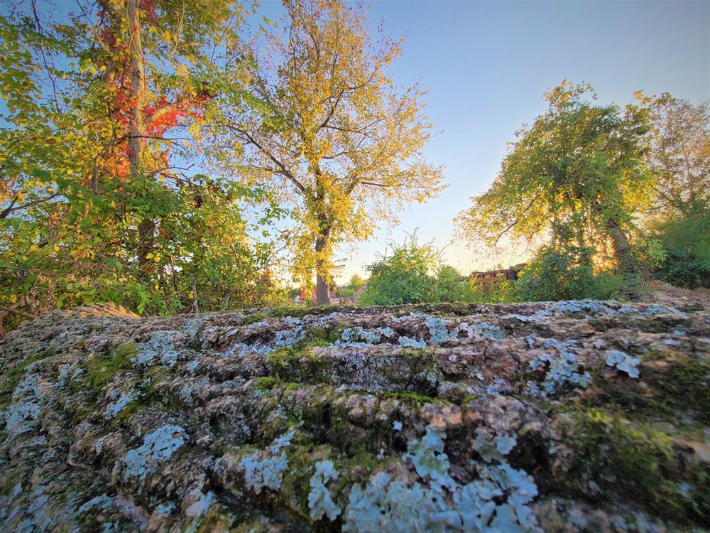 Foriest Tree Care - tree service in Nashville, TN