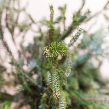 Fingerboard Farm - Cannabis Clinics Near Me - Ijamsville, Maryland Fingerboard Farm - Cannabis Clinics Near Me - Ijamsville, Maryland