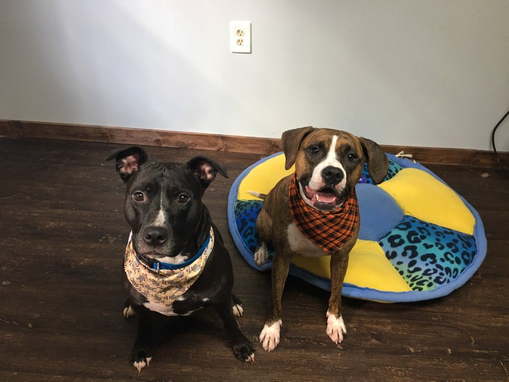 ANIMAL HOUSE GROOMING Updated June 2024 43 Photos 1892 Middle