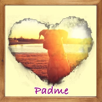 Dog Gone Walking - Padme smelling like Papaya after her bath!! - Dog Walkers Near Me - The Colony, Texas Dog Gone Walking - Padme smelling like Papaya after her bath!! - Dog Walkers Near Me - The Colony, Texas