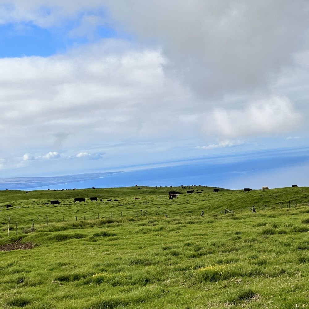 Na'alapa Stables - Horseback Riding Near Me - Kamuela, Hawaii Na'alapa Stables - Horseback Riding Near Me - Kamuela, Hawaii