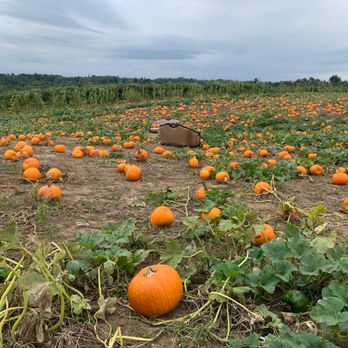 Carl Laidlaw Orchards - Farms Near Me - Brampton, Ontario Carl Laidlaw Orchards - Farms Near Me - Brampton, Ontario