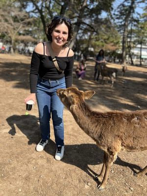 Nara Park by null