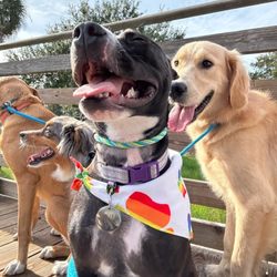 Eola Pets - My dog at camp with others