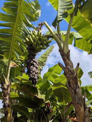 Dole Plantation by null