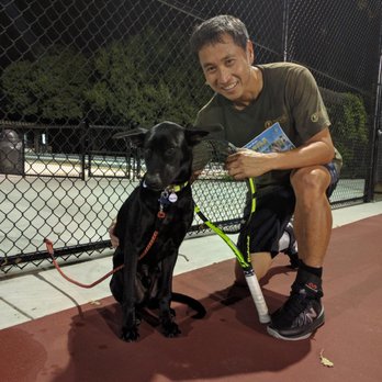 Adopt A Doggie - Chance (fka Hansel) 'tennis dog' - Pet Adoption Near Me Adopt A Doggie - Chance (fka Hansel) 'tennis dog' - Pet Adoption Near Me