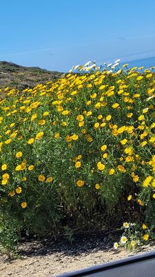 Point Dume State Beach by null