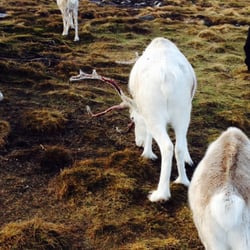 Cairngorm Reindeer Centre