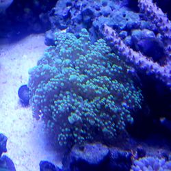 Reef Shark Aquarium - Frogspawn open and beautiful, thanks Jay!