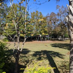 Palmetto Gardens - Palmetto Gardens