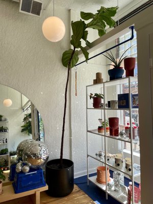 Rooftop Fruit by null