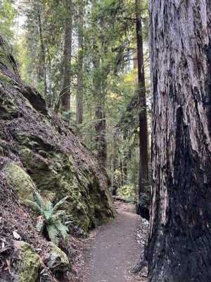 Montgomery Woods State Natural Reserve by null
