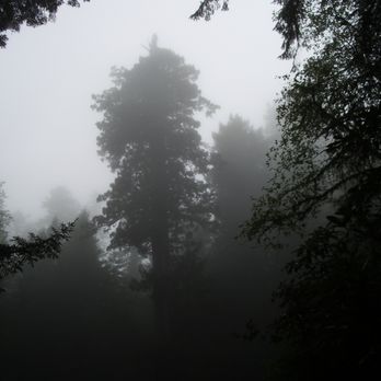 Lady Bird Johnson Grove - Hiking Near Me - Orick, California Lady Bird Johnson Grove - Hiking Near Me - Orick, California