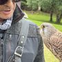 Shieldaig Falconry
