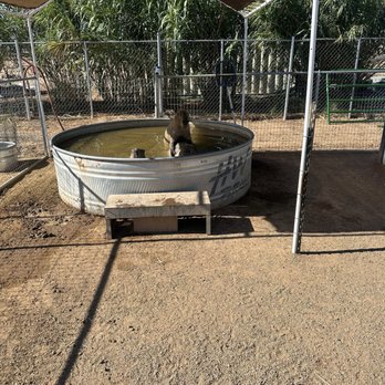 Ghost Ranch Exotics and Funny Foot Farm - Attraction Farms Near Me - Marana, Arizona Ghost Ranch Exotics and Funny Foot Farm - Attraction Farms Near Me - Marana, Arizona