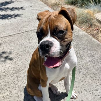 The Wet Nose - Pet Training Near Me The Wet Nose - Pet Training Near Me