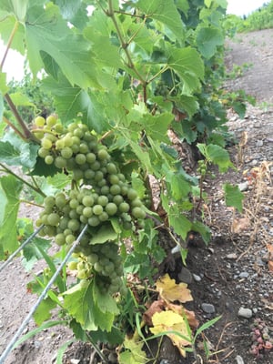 Vignoble de l’Orpailleur by null