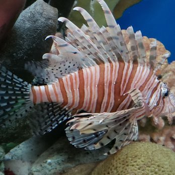 Shedd Aquarium - Aquariums Near Me - Chicago, Illinois