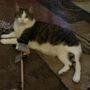 Photo of Pawsome Pet Sitting