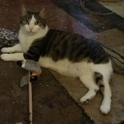 Pawsome Pet Sitting - Pretty kitty
