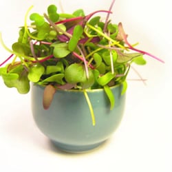 Blue Moon Acres - Micro Petite Mix - Grown year-round at our Buckingham farm