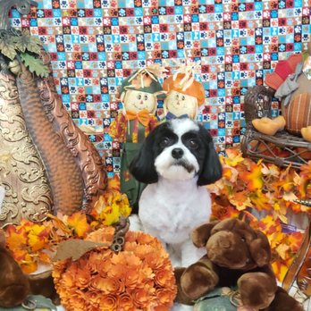 Awe For Pets Sake - Pet Groomers Near Me - Zephyrhills, Florida Awe For Pets Sake - Pet Groomers Near Me - Zephyrhills, Florida