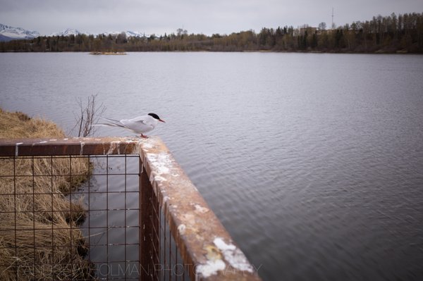 Westchester Lagoon by null