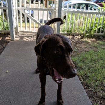 Karma Dog Training - Pet Training Near Me - Austin, Texas Karma Dog Training - Pet Training Near Me - Austin, Texas