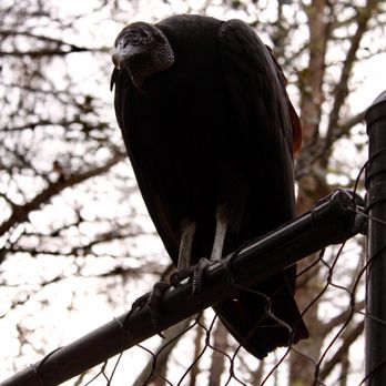 Busch Wildlife Sanctuary - Zoos Near Me - Jupiter, Florida