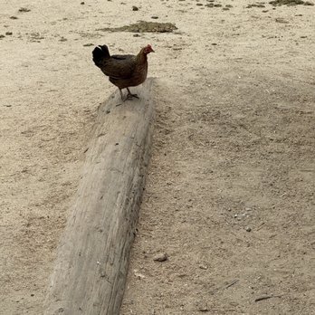 Sunset Ranch Hollywood Stables - Rooster? - Horseback Riding Near Me - Los Angeles, California Sunset Ranch Hollywood Stables - Rooster? - Horseback Riding Near Me - Los Angeles, California