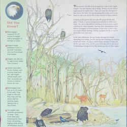 Skagit River Roadside Park - "Eagle for a Day" (Most US government publications, including this poster, are in the public domain.)