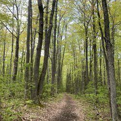 Negwegon State Park - Trail