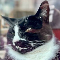 Animal House - Cat in residence
