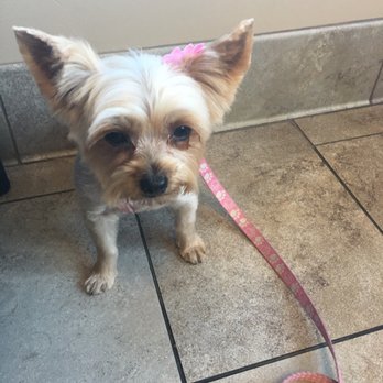 Makeover Rover - Sweet Tea had to go to the vets as soon as her grooming was finished. She's looking cute for her appointment. - Pet Groomers Near Me