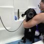 Photo of K9 Wash N' Go
