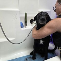 K9 Wash N' Go