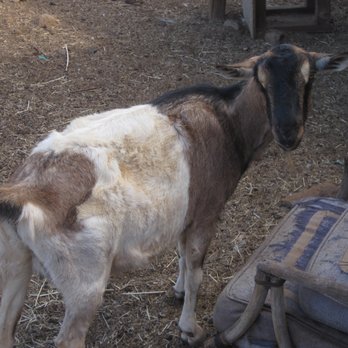 Maui Animal Farm - Petting Zoos Near Me - Lahaina, Hawaii