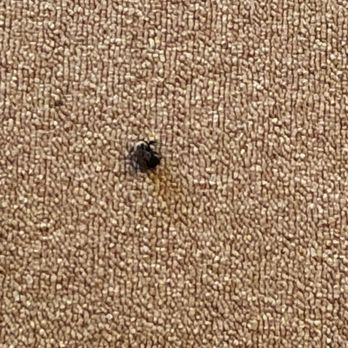 Iroquois Museum - Dead bee - Museums Near Me - Howes Cave, New York
