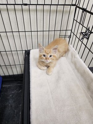 Rescued Treasures Cat Cafe by PALnv by null