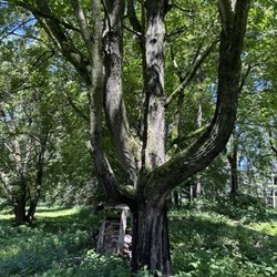 Aldo Leopold Foundation - Beautiful old tree