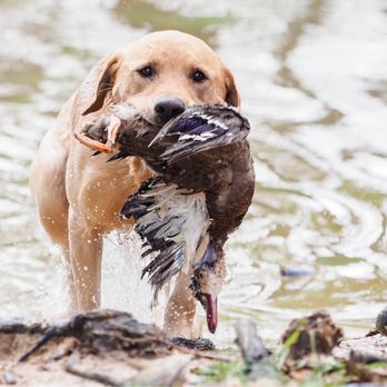 Top Notch Retrievers - Pet Training Near Me - Lexington, Texas Top Notch Retrievers - Pet Training Near Me - Lexington, Texas