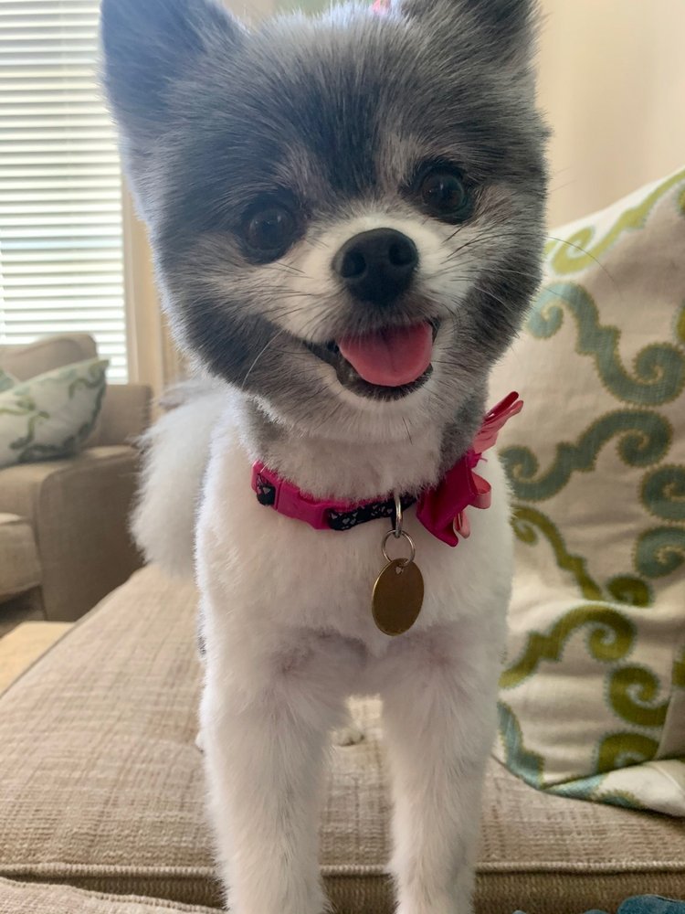 MAKEOVER ROVER MOBILE PET GROOMING Updated May 2024 12 Photos