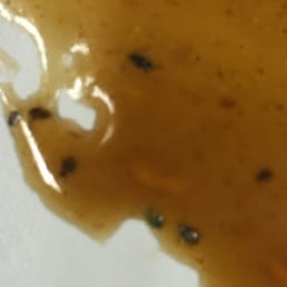 Bugs in the Beef with Broccoli Bugs in the Beef with Broccoli