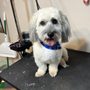 Photo of Pepper’s Pampered Pets Grooming Salon