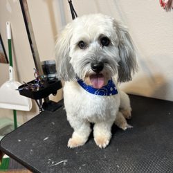 Pepper’s Pampered Pets Grooming Salon